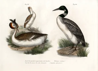 Fuut, 1864