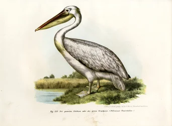 Grote witte pelikaan, 1864