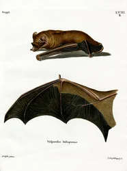 Grote rosse vleermuis