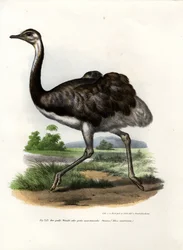 Grote Rhea, 1864