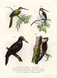 Groenstaartglansvogel, 1864