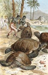 Groene Schildpad, plaat uit "Brehms Tierleben: Allgemeine Kunde des Tierreichs", vol.7, p.596, uitgegeven door Bibliographisches Institut