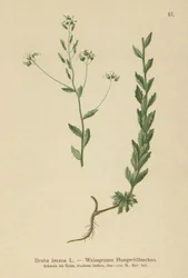 Grijze Nagelkruid