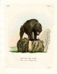 Grizzlybeer