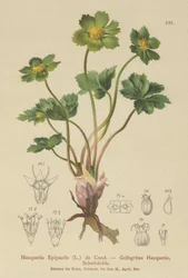 Hacquetia