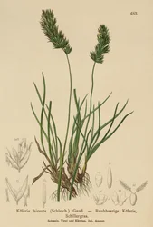Haargras