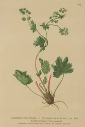 Kale Vrouwenmantel