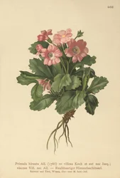 Haarige Sleutelbloem (Primula hirsuta)