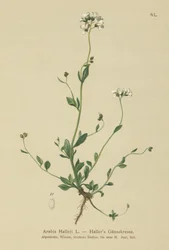 Hallers Muurpeper