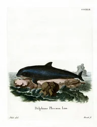 Bruinvis
