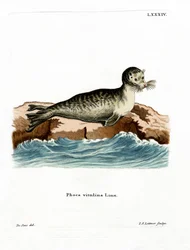 Gewone Zeehond