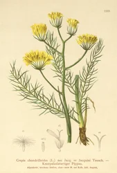 Havikskruid