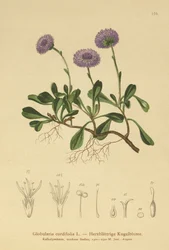 Hartbladige Kogelbloem (Globularia cordifolia)