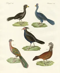 Hoenderachtige vogels van warme landen
