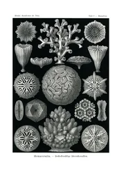 Hexacoralla
