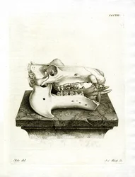 Nijlpaardschedel