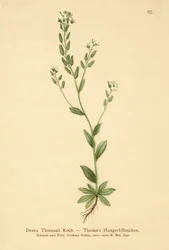 Hoary Whitlow-gras