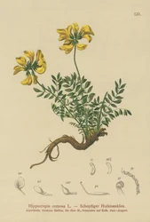 Paardenhoef Wikke