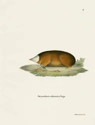 Hottentot gouden mol