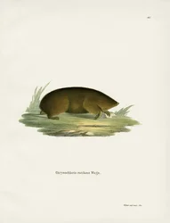 Hottentot Gouden Mol