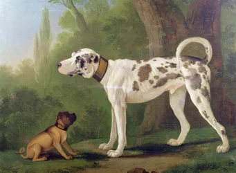 Hond en terriër