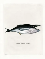 Bultrugwalvis