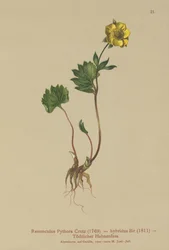 Hybride Boterbloem