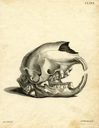 Hyrax Schedel