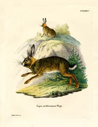Iberische Haas