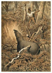 Illustratie, Indiase jacht op tapir in het Amazonewoud