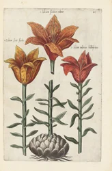 Illustratie uit "Florilegium ... tractans de variis floribus et aliis indicis plantis as vivum delineatum in duabus partis et quatuor linguis concinnatum" door Emanuel Sweert, 1612-14