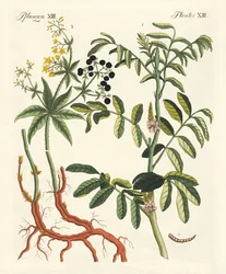 Belangrijke verfplanten