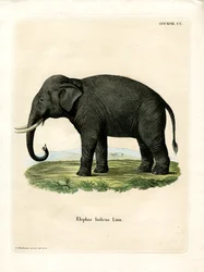 Indiase olifant