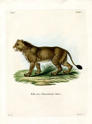 Indische Leeuw