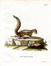 Indische Palmeekhoorn