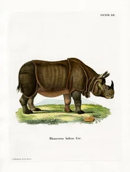 Indische neushoorn