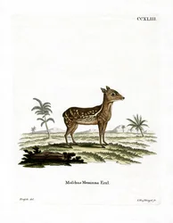 Indische Gevlekte Chevrotain
