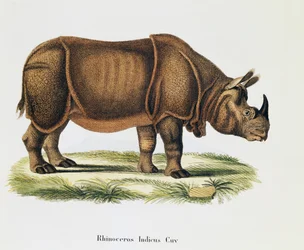 Indische neushoorns (Rhinoceros indicus), uit Zoogdieren geïllustreerd uit de natuur met beschrijvingen, door Johann Christian Daniel von Schreber, gravure en tekening door A Fleischmann, volume 6-7, tafel 317-D-D, Duitsland