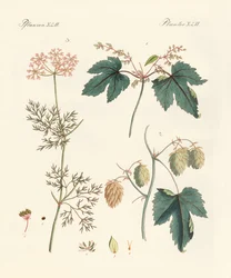 Inheemse specerijplanten