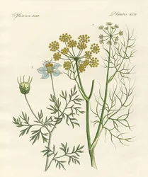 Inheemse specerijplanten