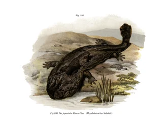 Japanse Reuzensalamander
