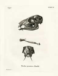 Javaans Muishert