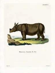 Javaanse Neushoorn
