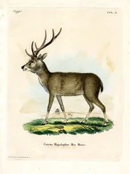 Javan rusa
