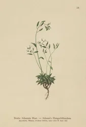 Johns Nagelkruid
