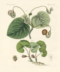 Soorten aristolochia planten