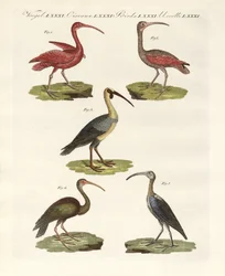 Soorten ibis