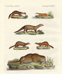 Soorten otters en marters