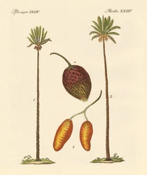 Soorten palmen