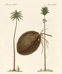 Soorten palmen